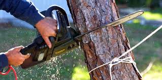 Best Emergency Tree Removal  in North Middletown, NJ