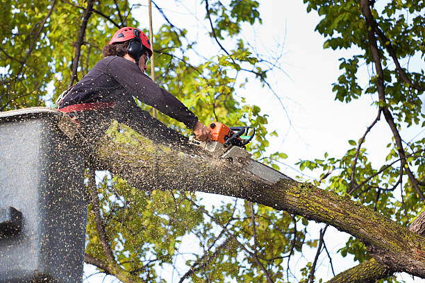 Why Choose Our Tree Removal Services in North Middletown, NJ?